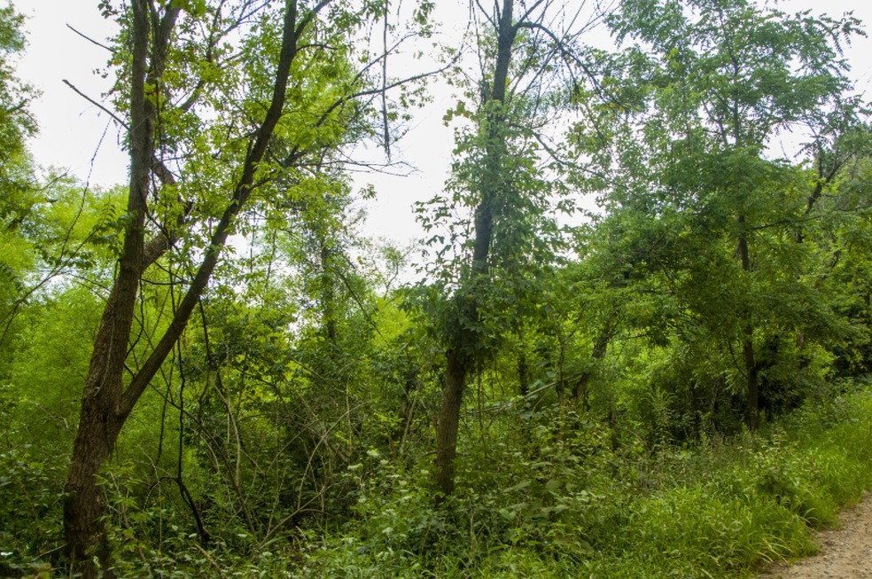 Sold $60,000 • Co-Listing Agent