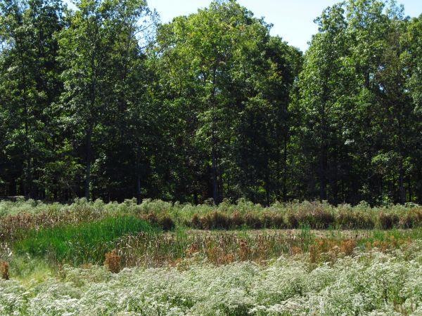 pond in field 1