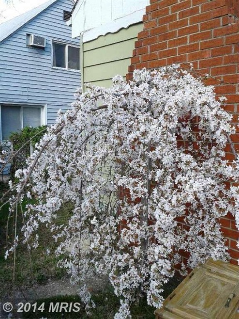 6003 Eastpine Dr, Riverdale, MD 20737 - photo 1