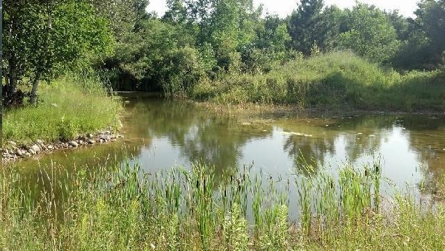 pond