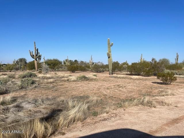 Cactus forest 3