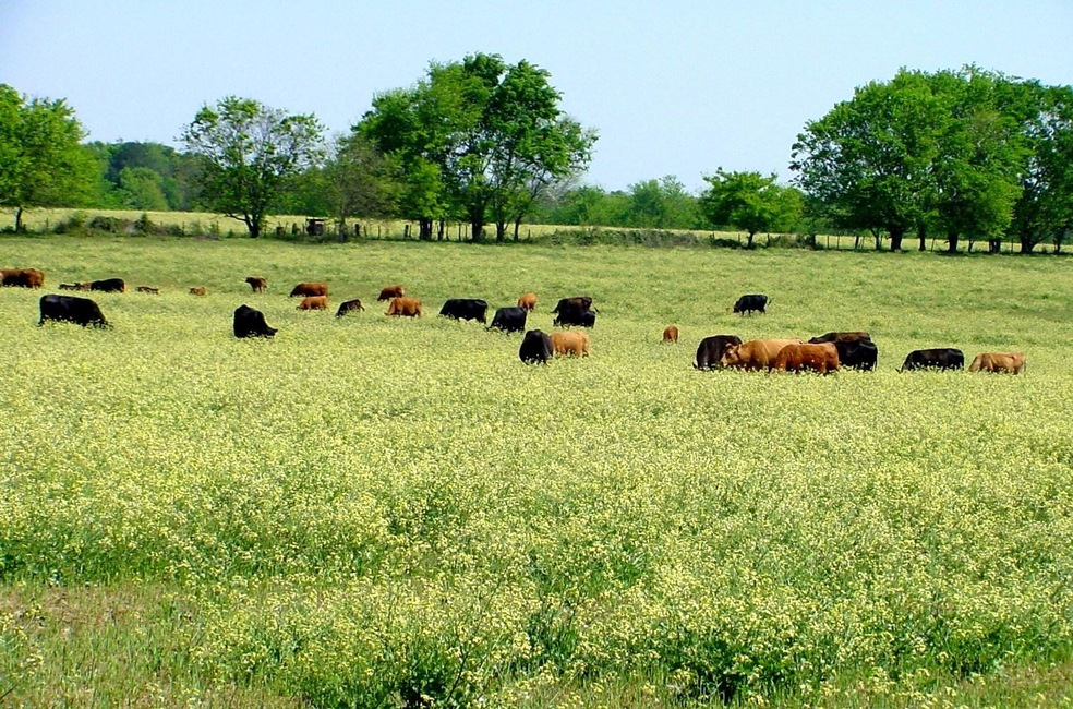 Wild-Radish-Pasture[1]