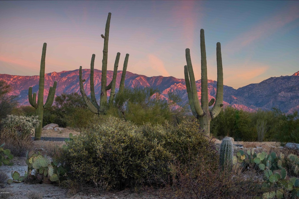 GORGEOUS SAGUAROS