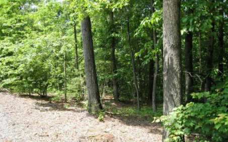 LOT 2 Toccoa Preserve Ct, Blue Ridge, GA 30513 - photo 1