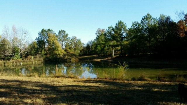 Main View