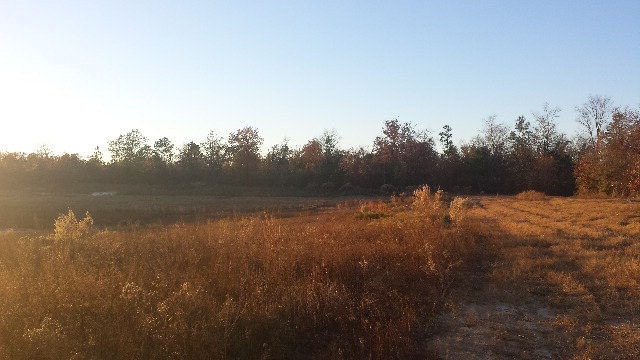 Main View