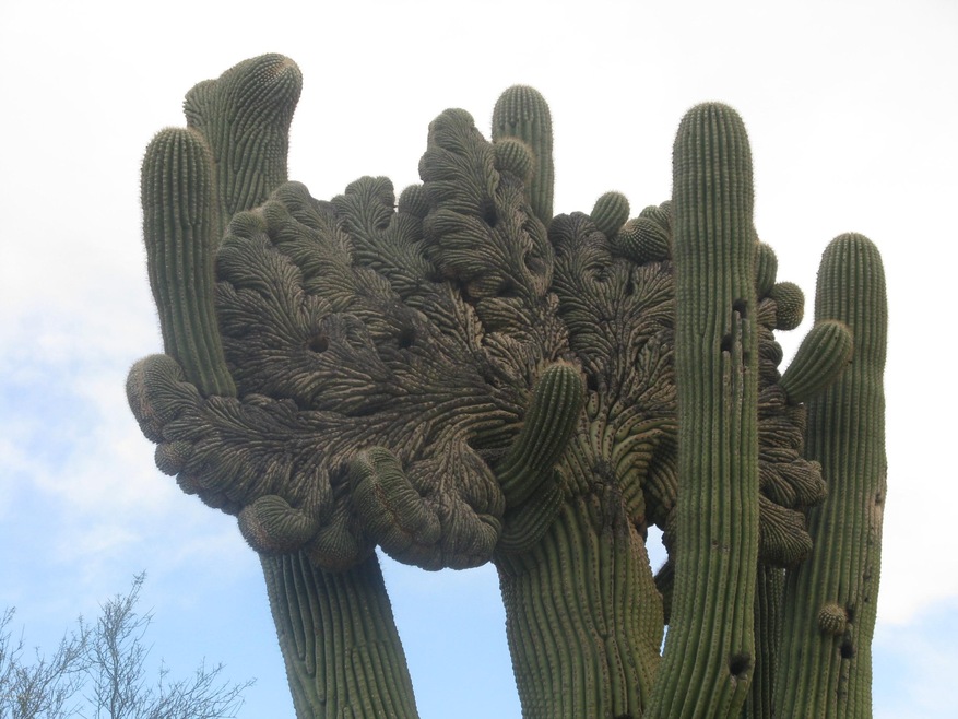 Spectacular rare, CRESTED saguaro!