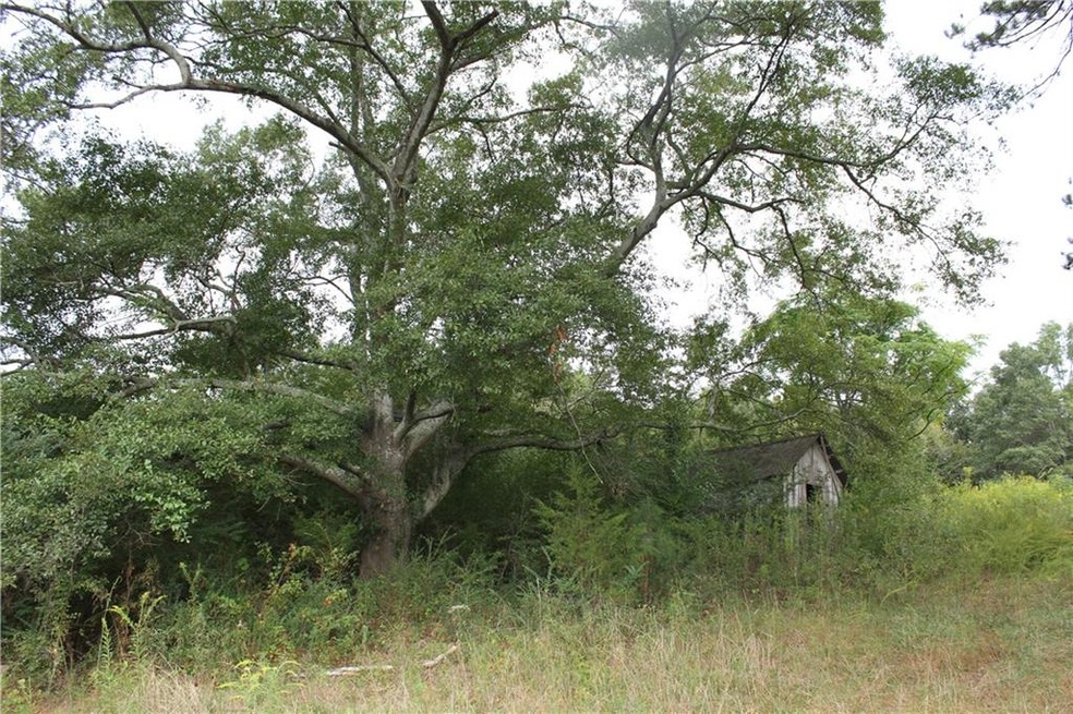 Mature Oaks for a majestic home entrance