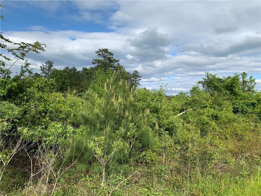 Replanted Pine Trees on 10 acres