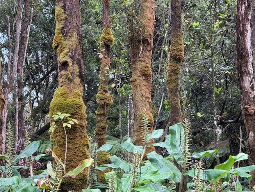 This Lot has untouched dense Old Growth Upland Rain Forest replete. with many varieties of native hardwood trees.