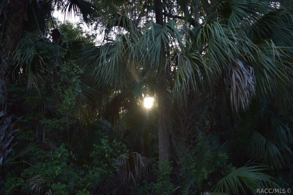 Dense, lush foliage.
