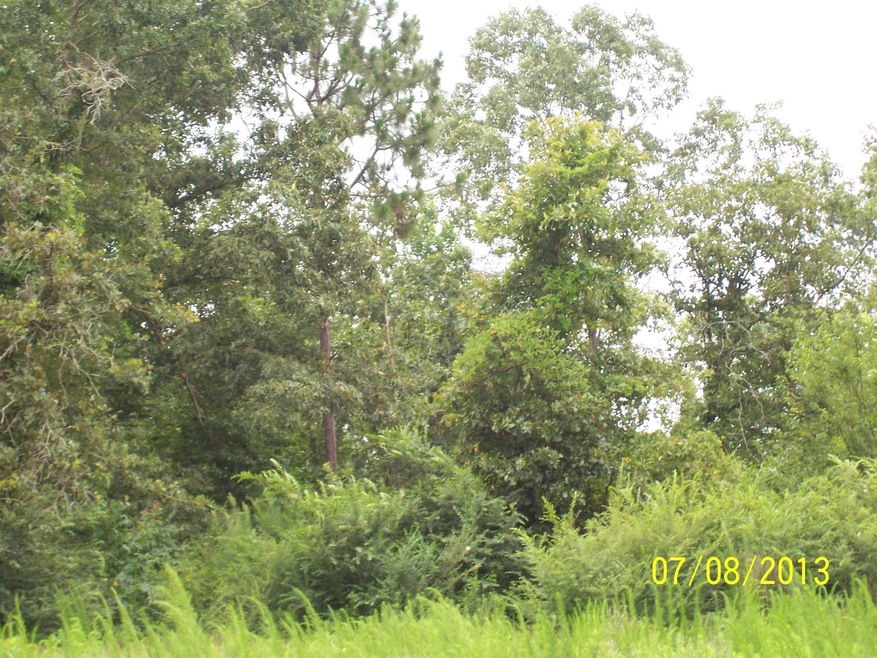 Walters Land 008