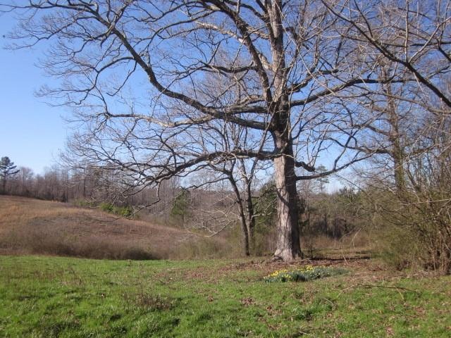 100 year old White Oaks with gorgeous march flower