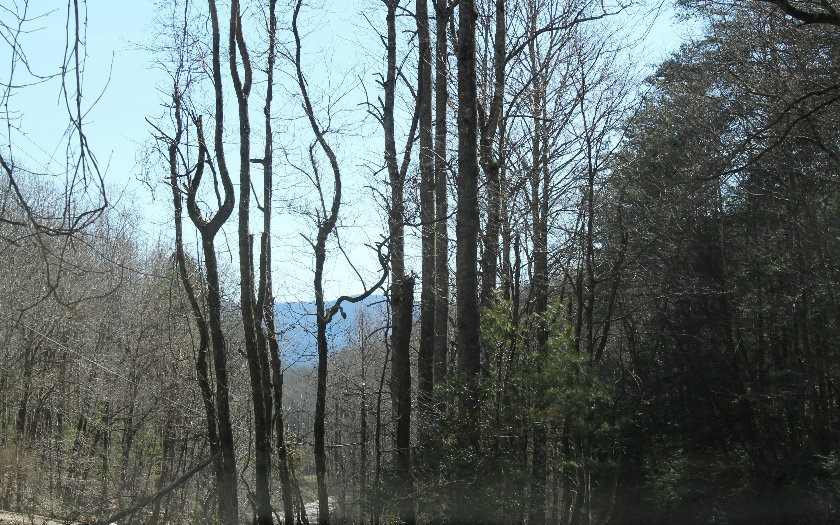 Main View