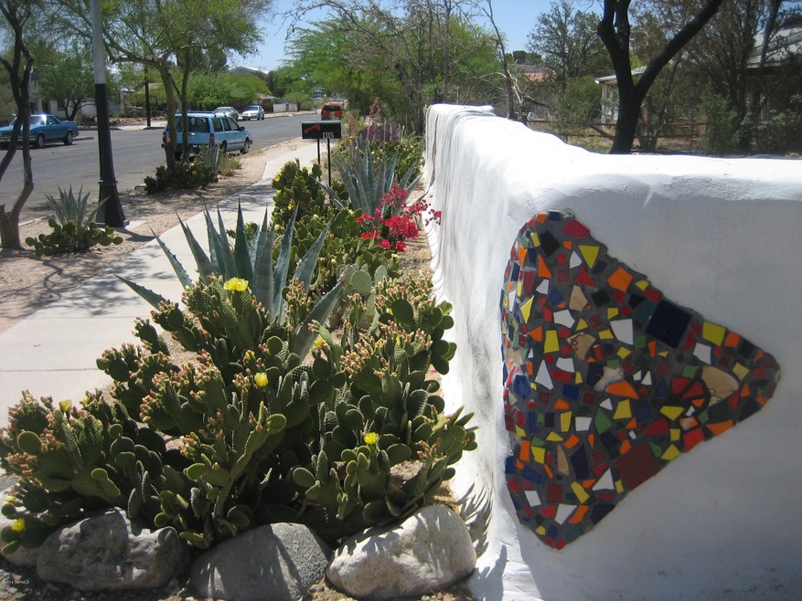 Cactus in front of wall