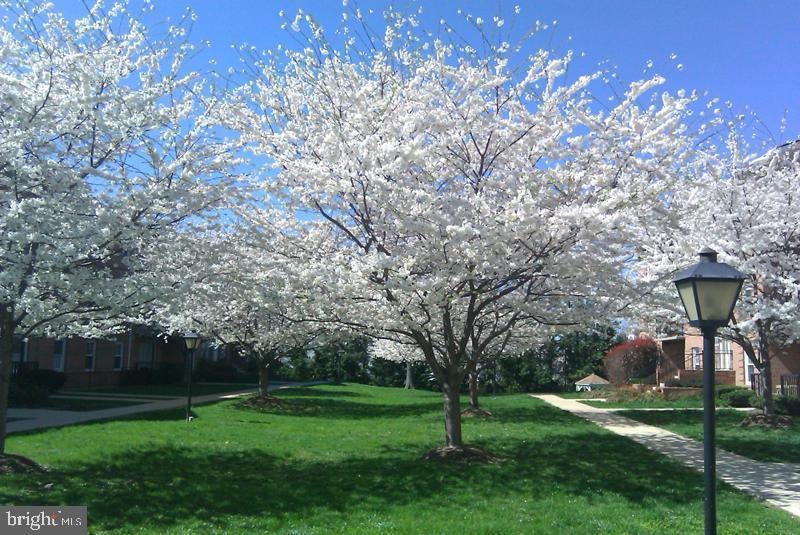 3332 Spring Ln unit D-26, Baileys Crossroads, VA 22041 - photo 1