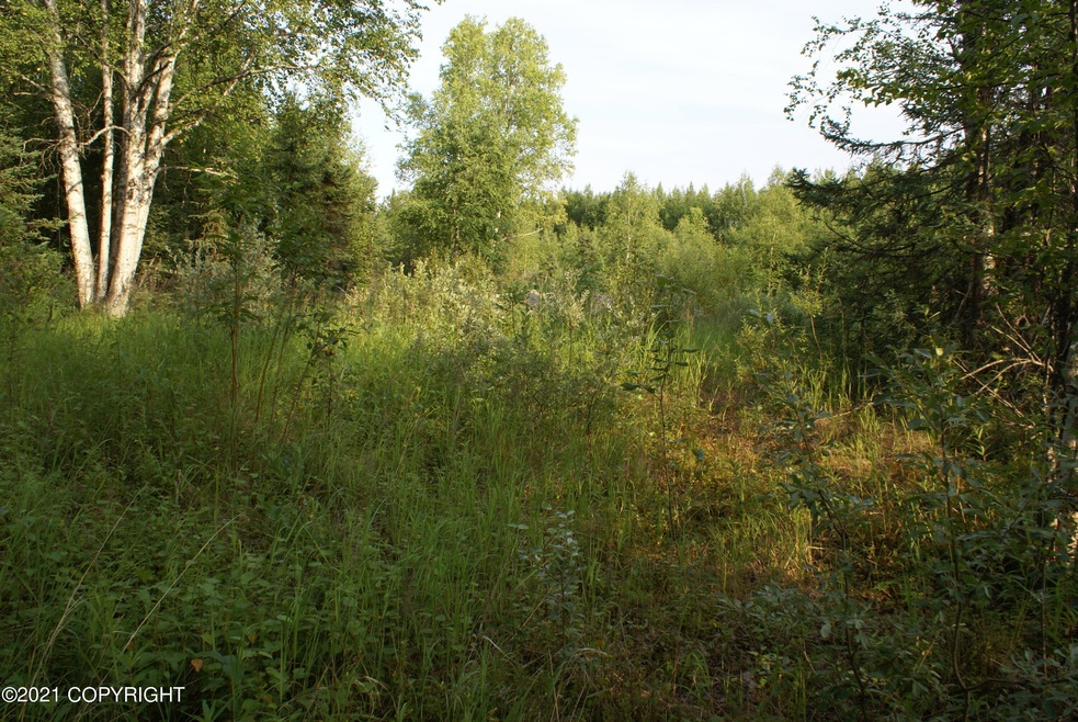 woods
