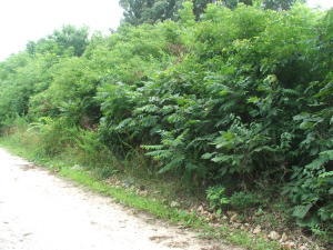 DSCF9646
