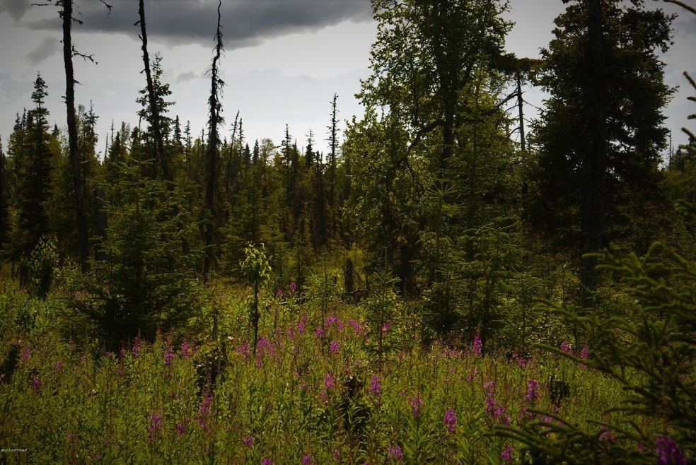 C13 Alaskan Wildwood Ranch, Nikolaevsk, AK 99556 - photo 1