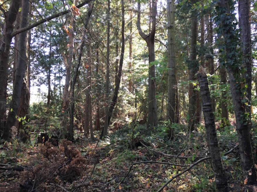 Lot 30 Foxhole Rd, Point Roberts, WA 98281 - photo 1