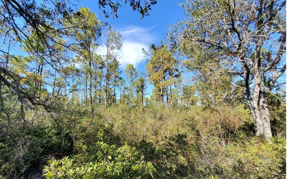 0 County Line & Prine unit 123987, Lee, FL 32059 - photo 1