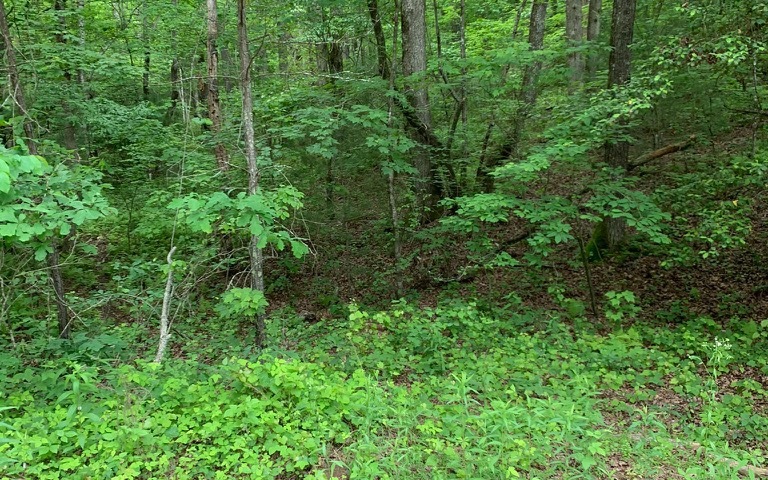 Main View