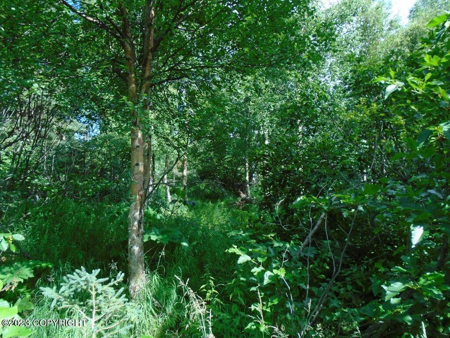 Birch