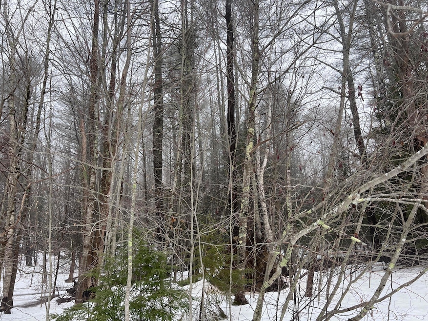 Wooded Lot