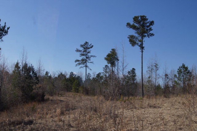 46.74 Ac E Highway 220, Lincolnton, GA 30817 - photo 1