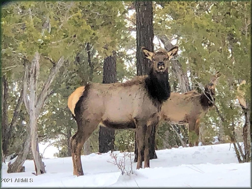 Elk