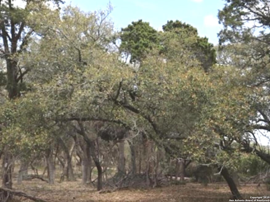 Mature trees.