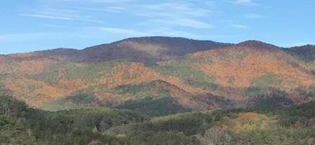Main View