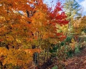 View of wooded area
