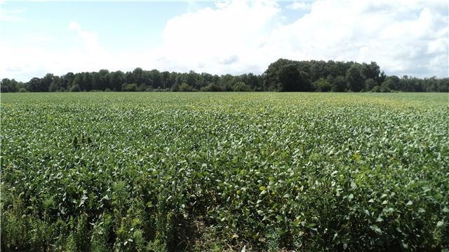 Build your home in the woods and set back and watch the crops grow. Thirty-three acres, eight of woods.