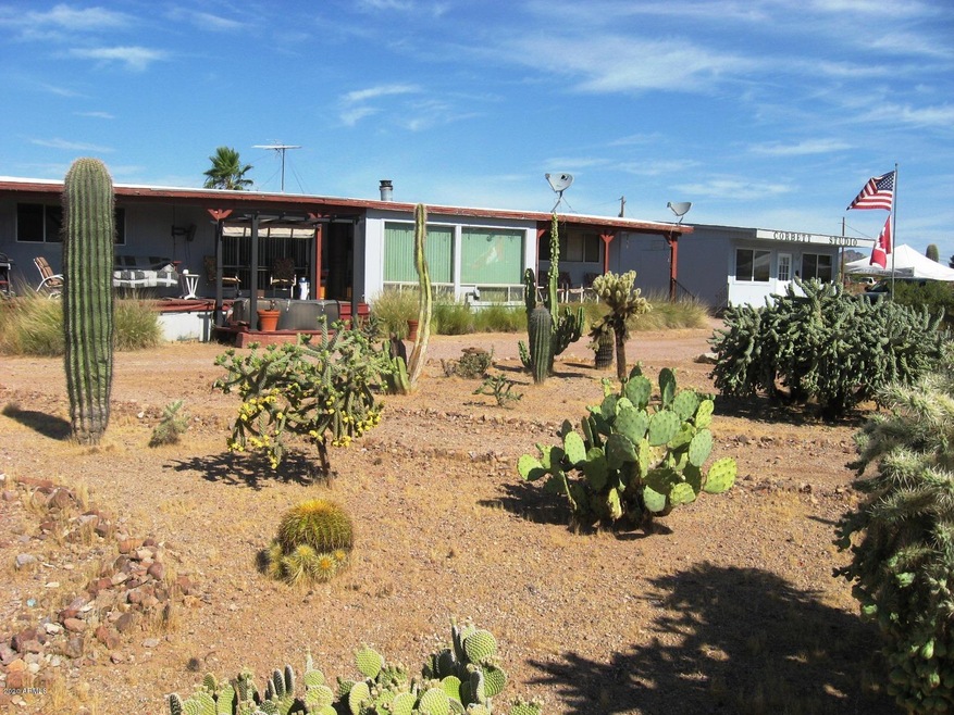 Cactus Wren front