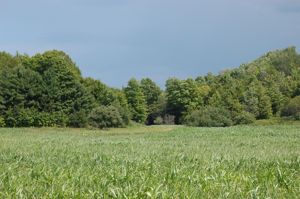 Beautiful hills with apple trees in the