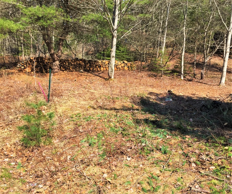 Upland 9 Lot Cleared Meehan