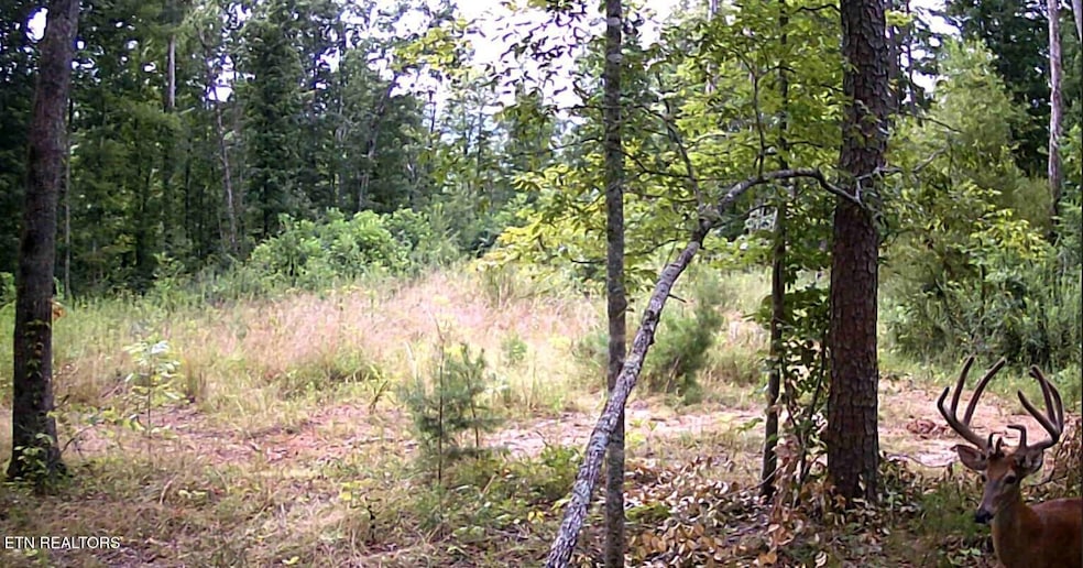 0 Junaluska Dr unit 1299475, Jamestown, TN 38556 - photo 1