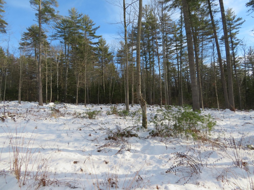 Lot F Twilight View Rd, Bridgton, ME 04009 - photo 1