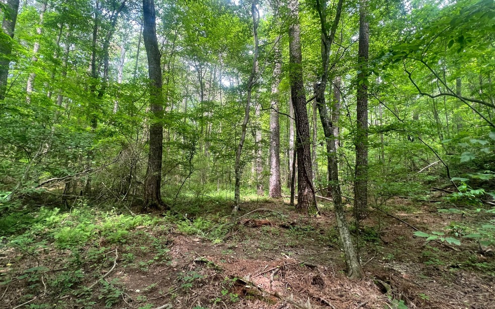 TR A Yukon Rd, Ellijay, GA 30540 - photo 1