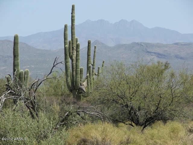 Saguaro and Mountain views