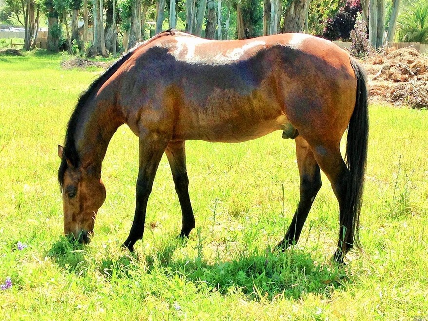 4275 Hessel Rd, Sebastopol, CA 95472 - photo 1