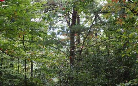 2 Boardtown Rd, Ellijay, GA 30540 - photo 1