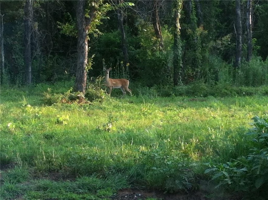 Deer!!!