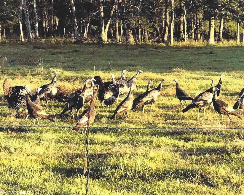 28301 A New Hope Church Rd, Robertsdale, AL 36567 - photo 1