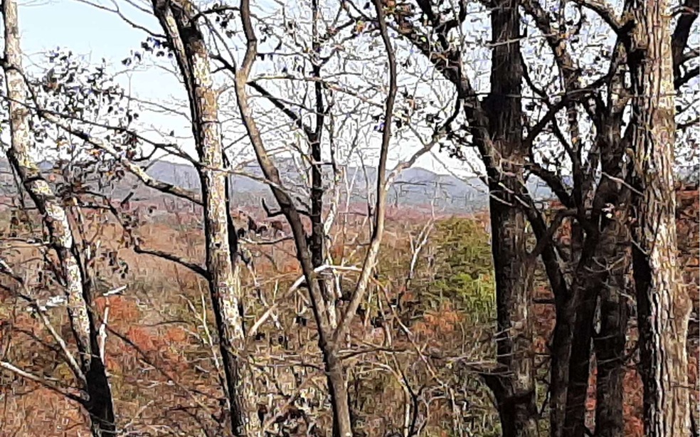 Main View