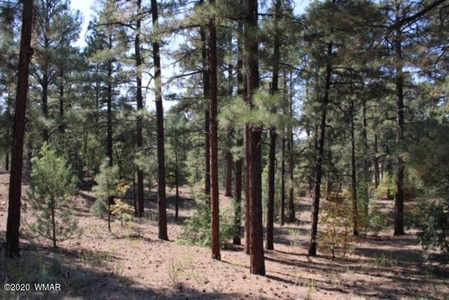 Mature Pines (2)