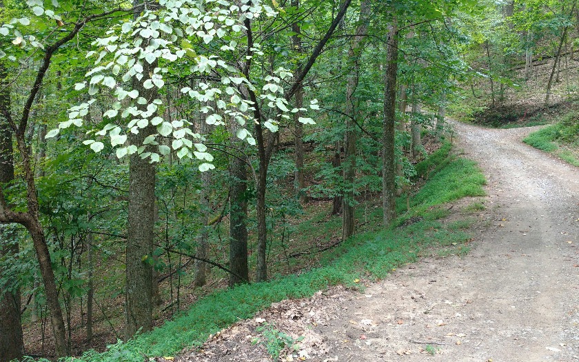 Main View