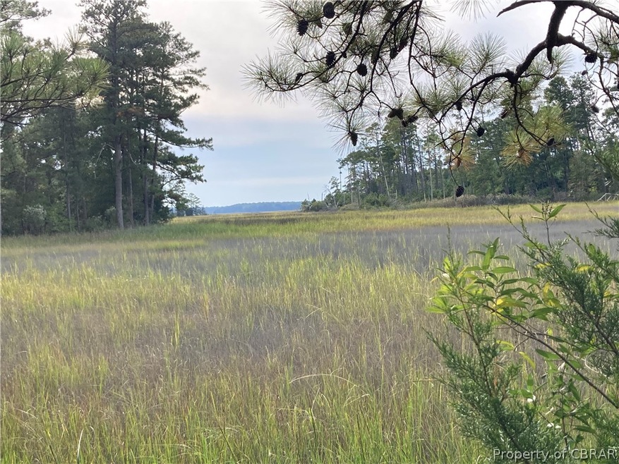 View of local wilderness