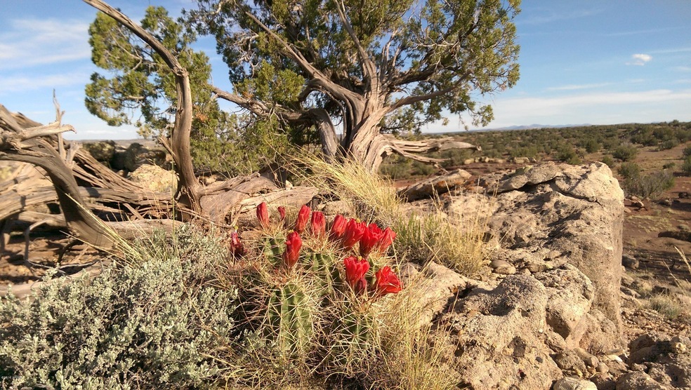 Bluff overlook